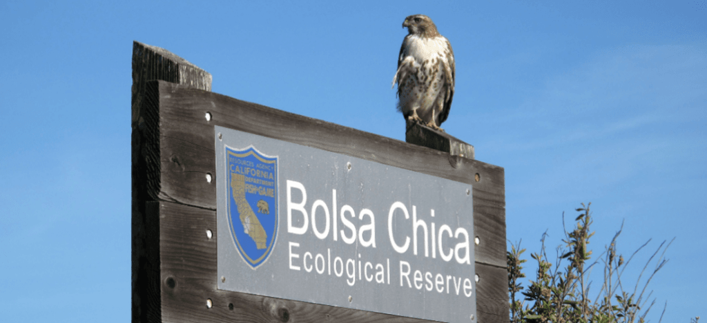 bolsa chica beach sign with bird of prey sitting on it