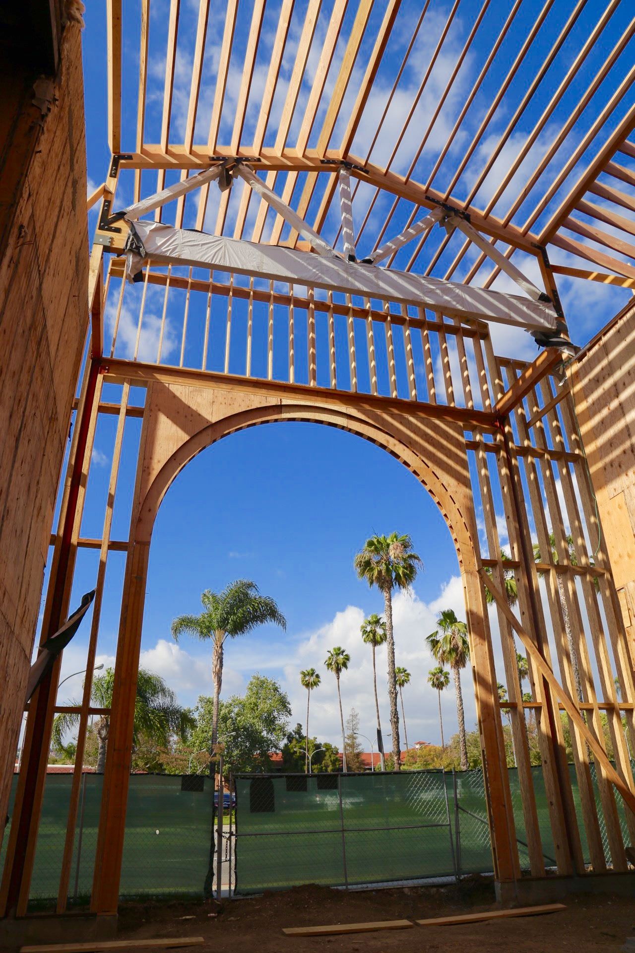 Palm Trees in La Habra